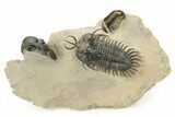 Short-Fork Walliserops Hammi Trilobite - Foum Zguid, Morocco #276169-6